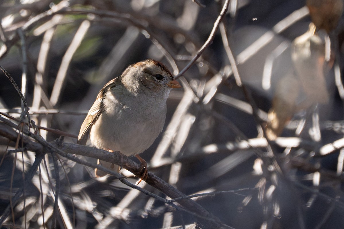 White-crowned Sparrow - ML646618543