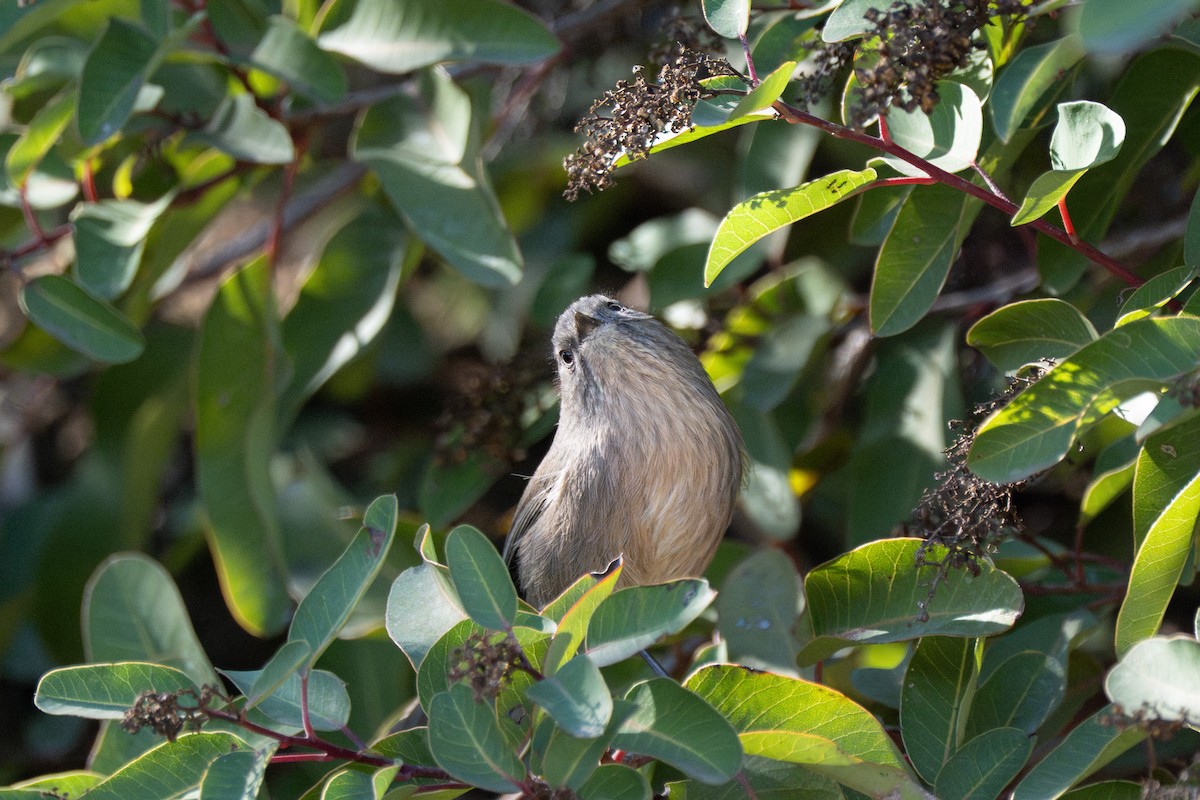 Wrentit - ML646618550