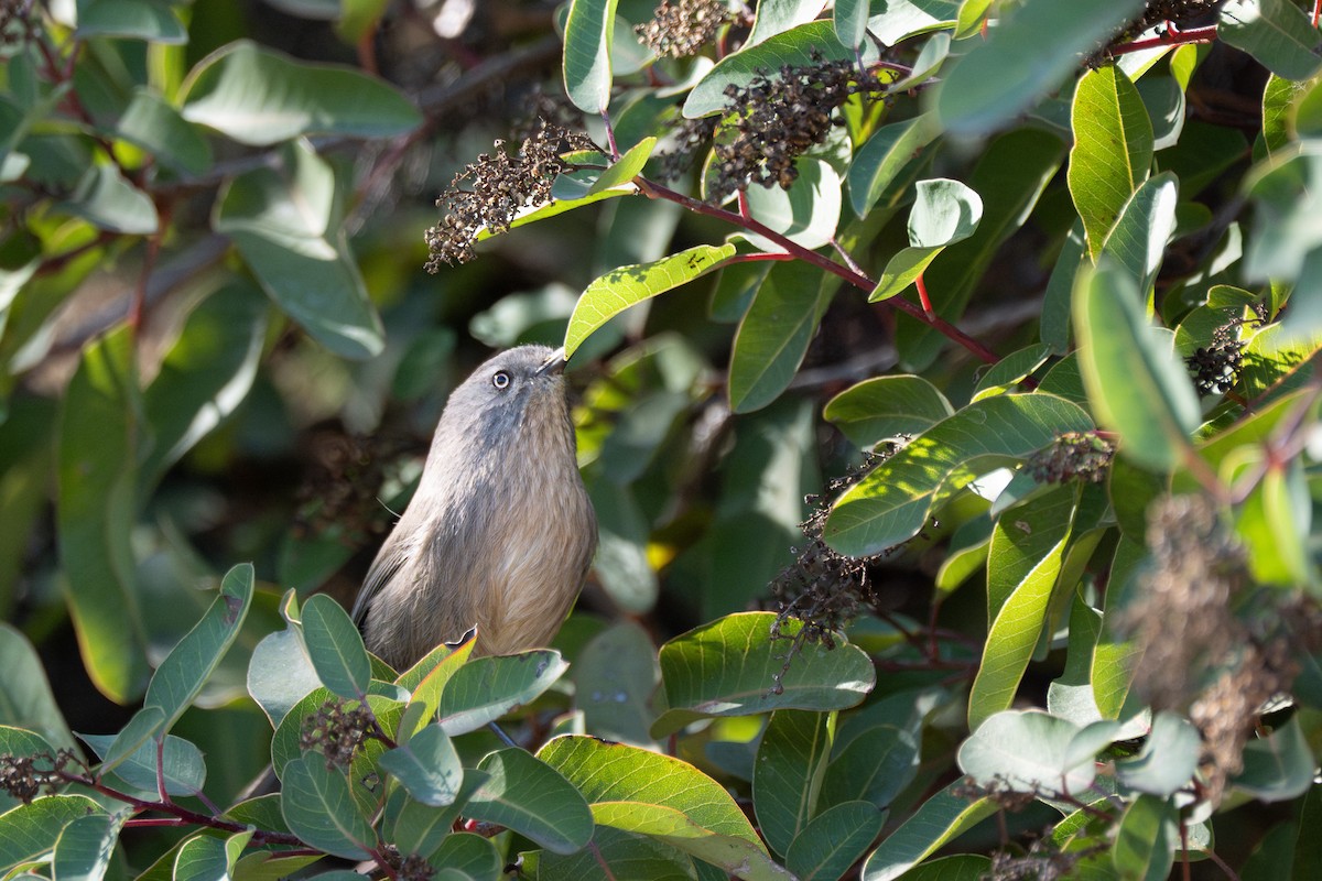Wrentit - ML646618551