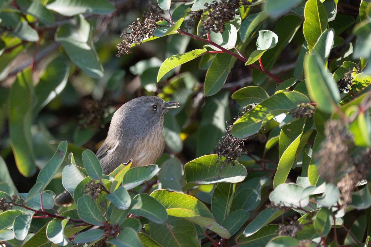 Wrentit - ML646618552