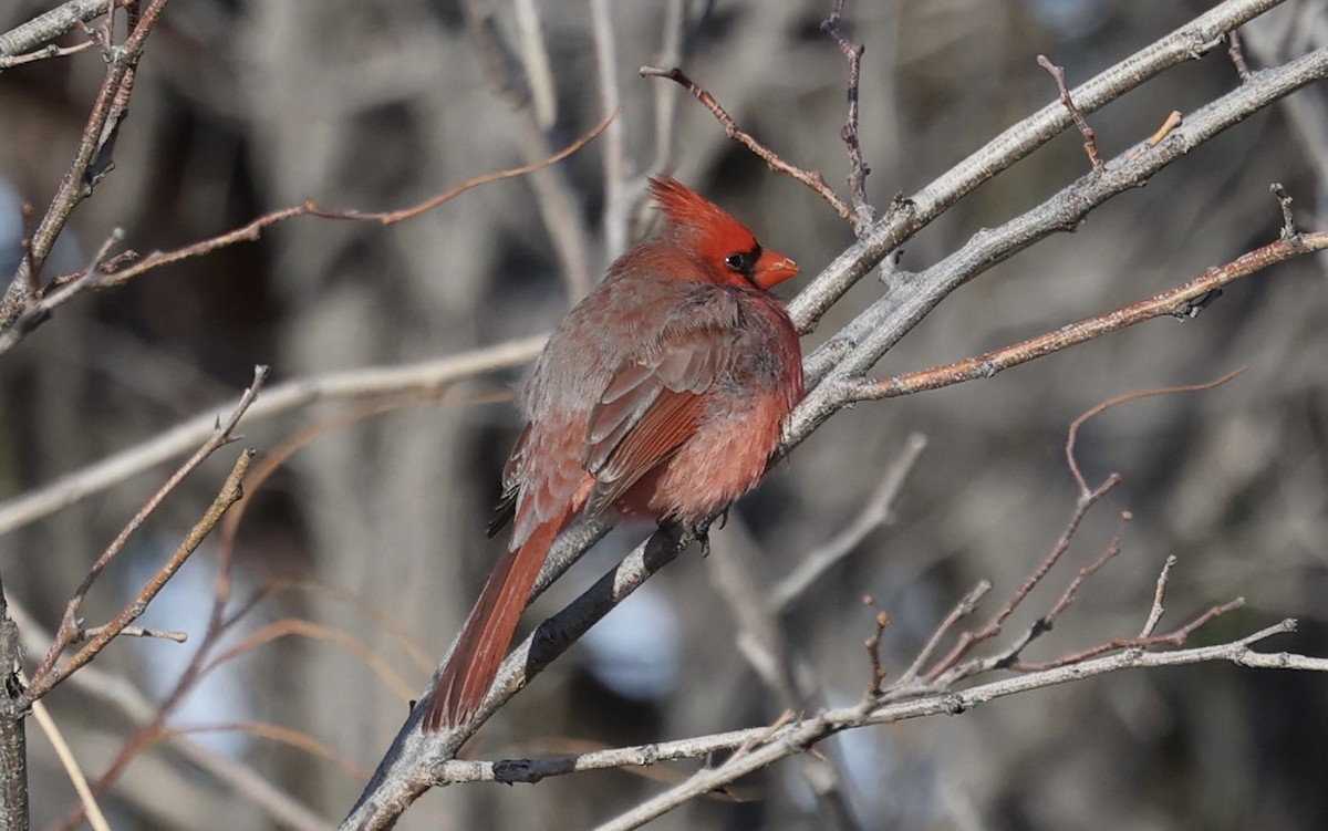 Northern Cardinal - ML646618555