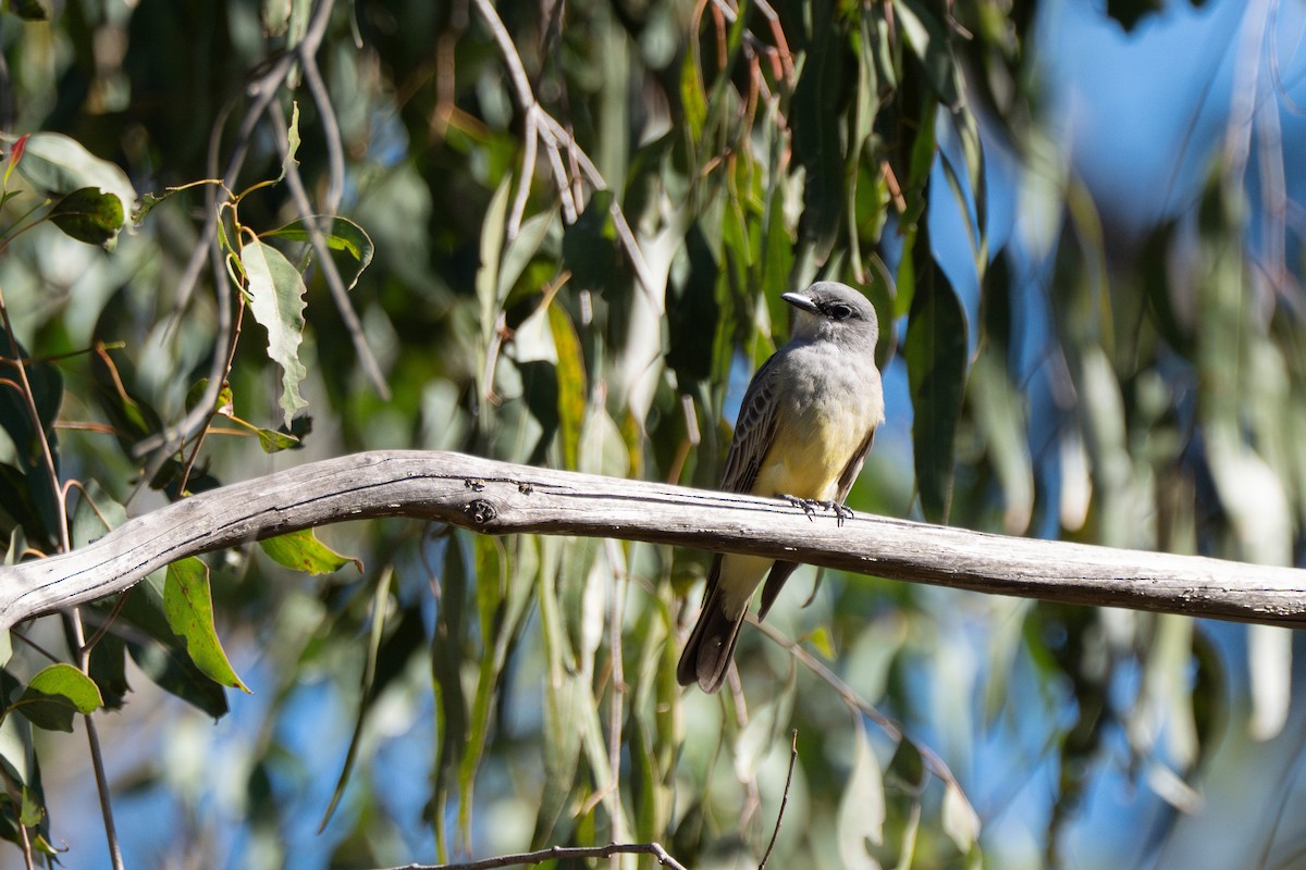 Cassin's Kingbird - ML646618557