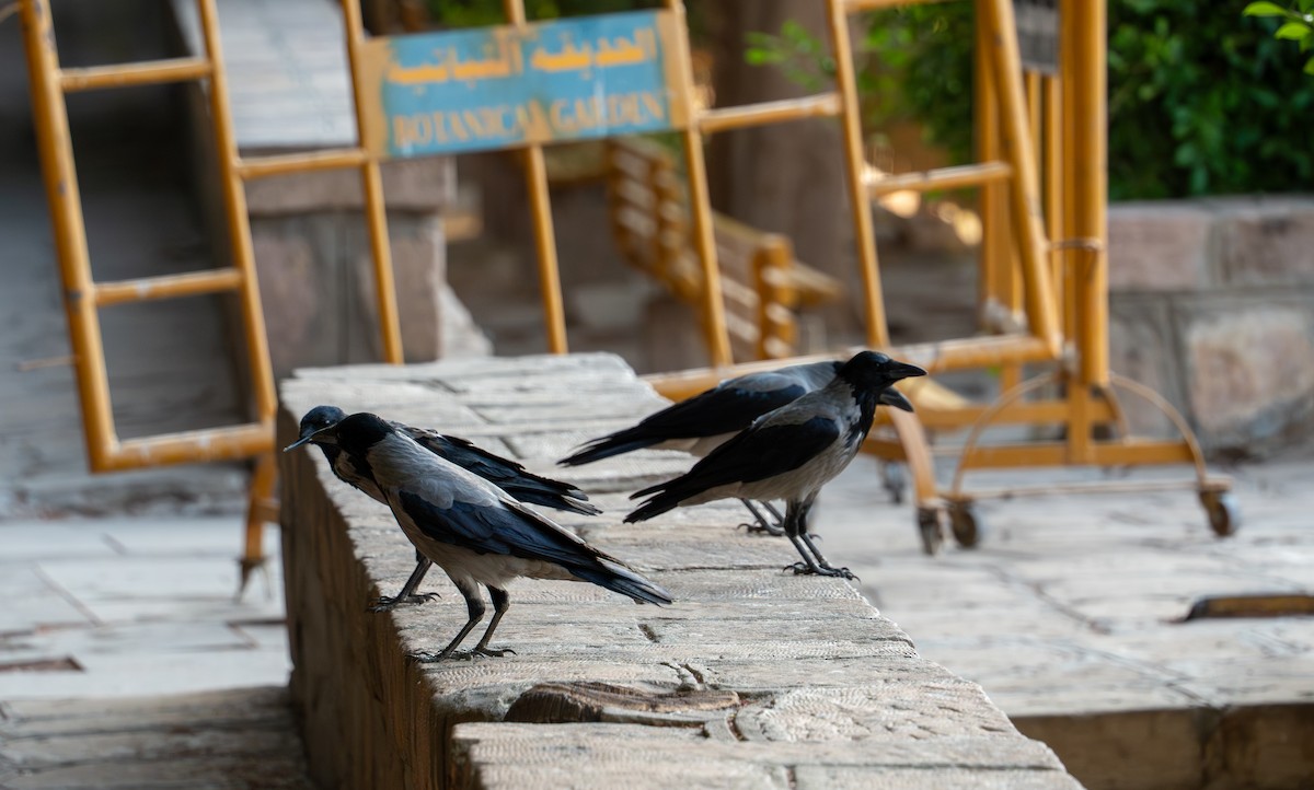 Саарал хэрээ - ML646618558