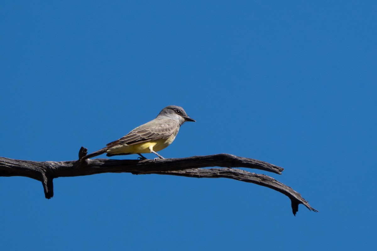 Cassin's Kingbird - ML646618559