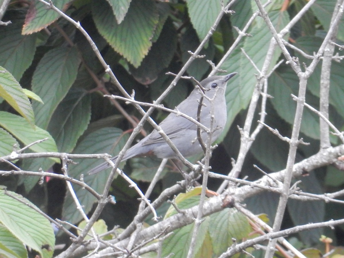 Пересмішник сірий - ML646618560