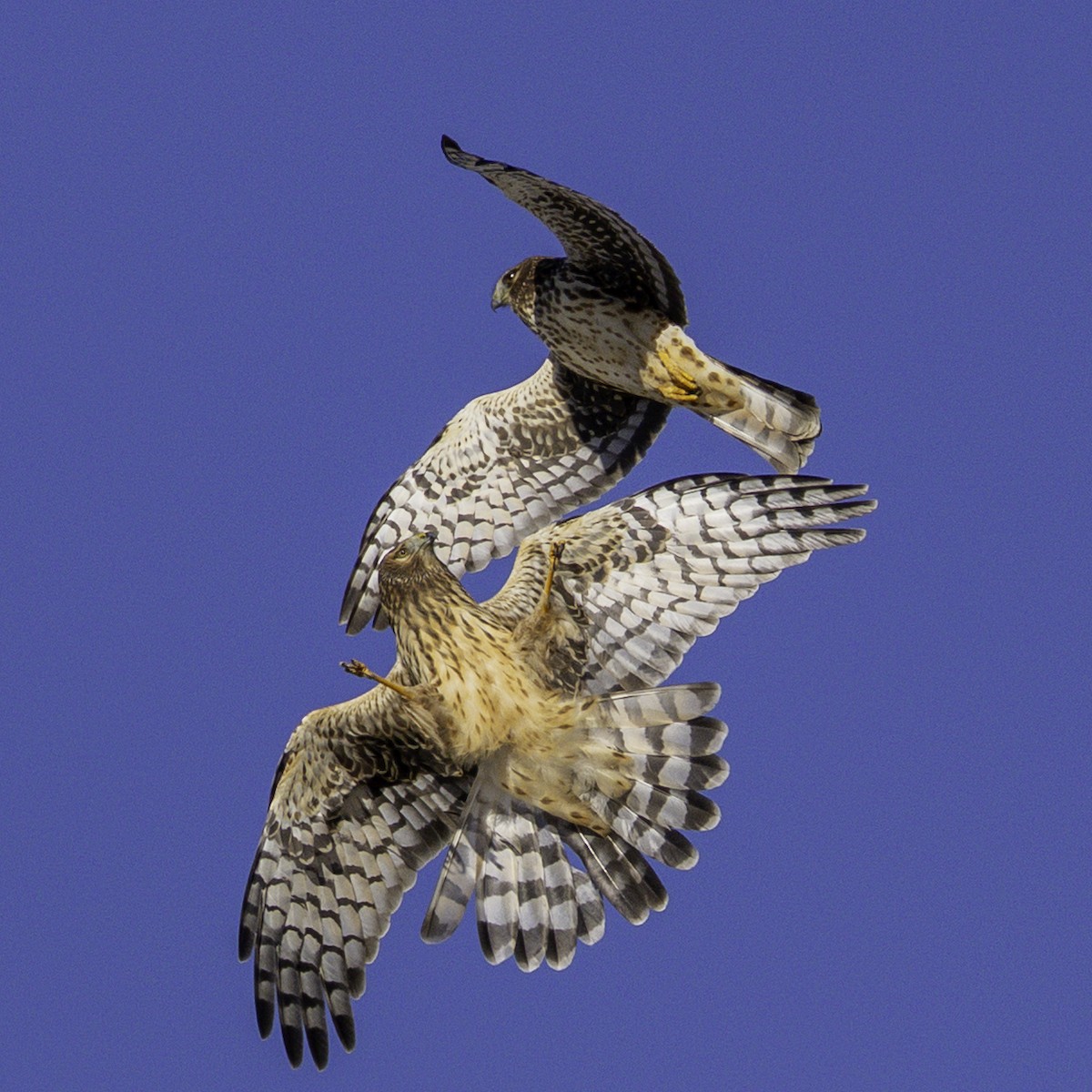 Northern Harrier - ML646618561