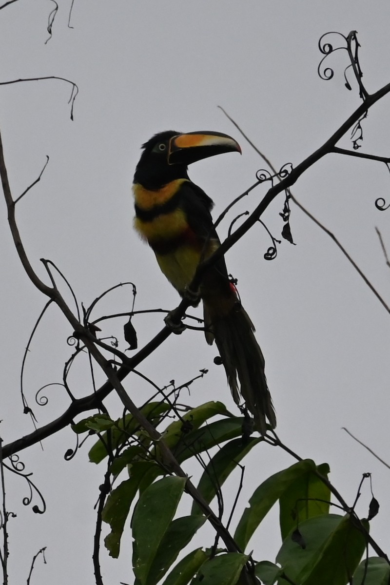 Many-banded Aracari - ML646618562