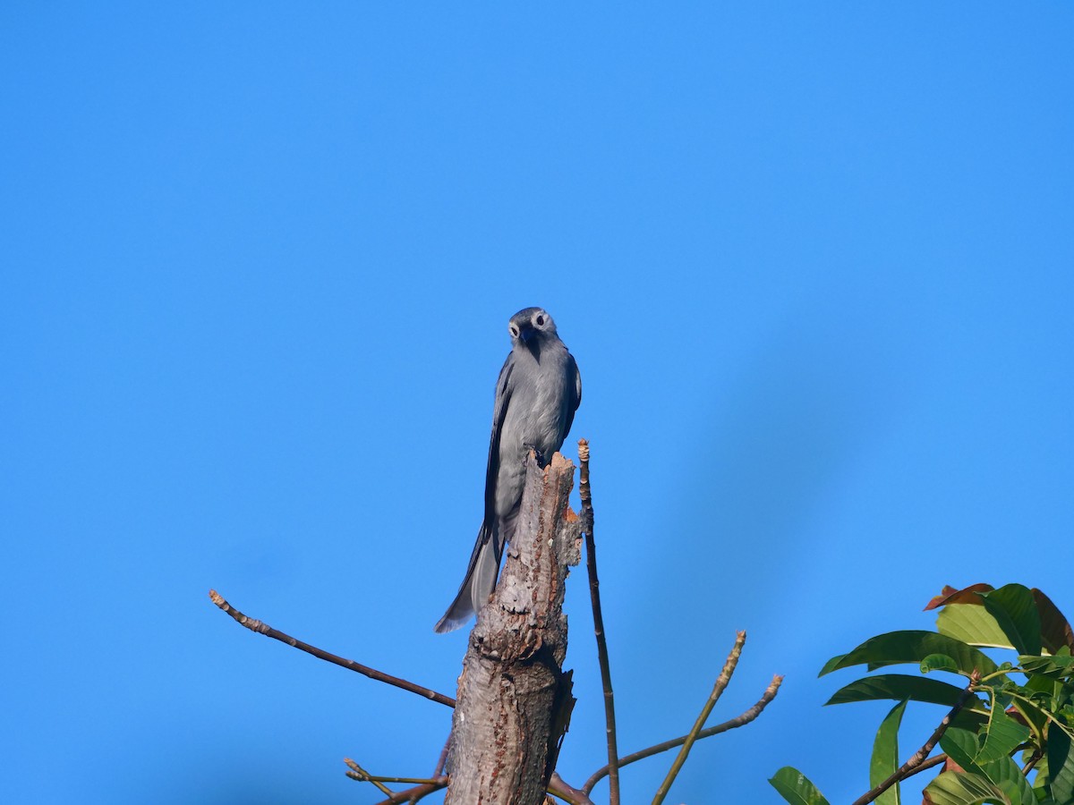 Drongo cendré - ML646618563