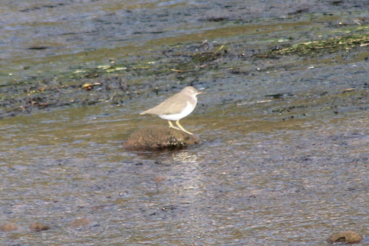 Benekli Düdükçün - ML646618564