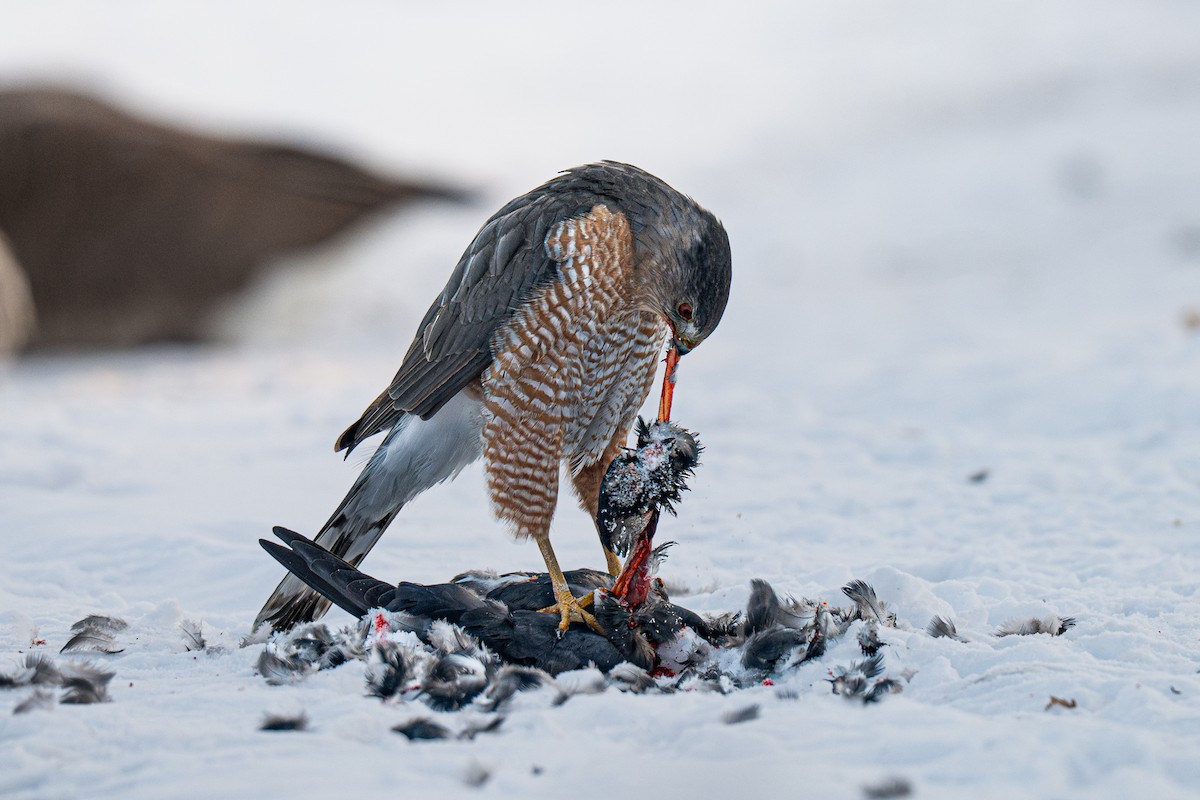 Cooper's Hawk - ML646618565
