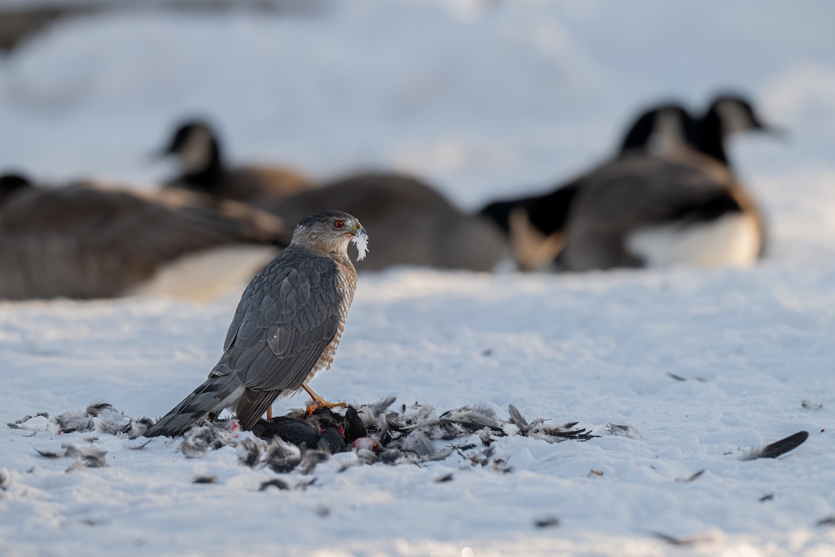 Cooper's Hawk - ML646618567
