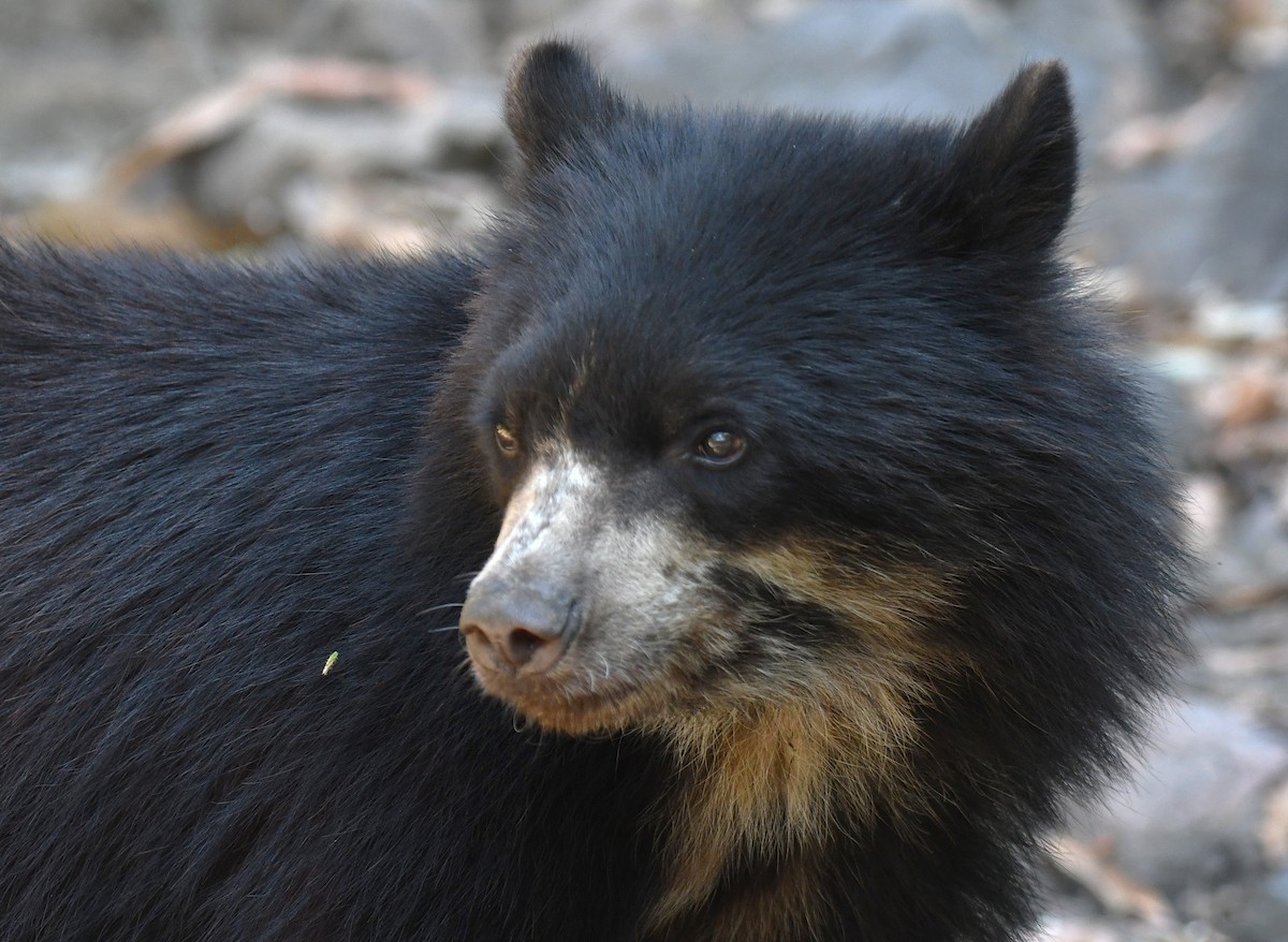 Spectacled Bear - ML646618575