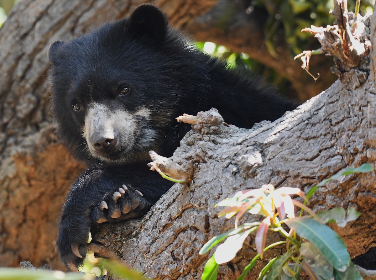 Spectacled Bear - ML646618576