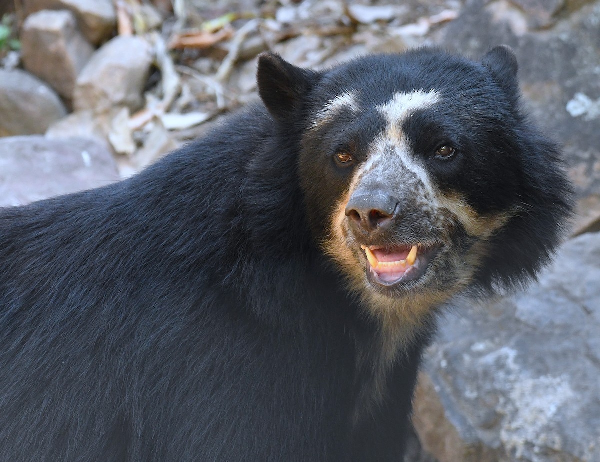 Spectacled Bear - ML646618577