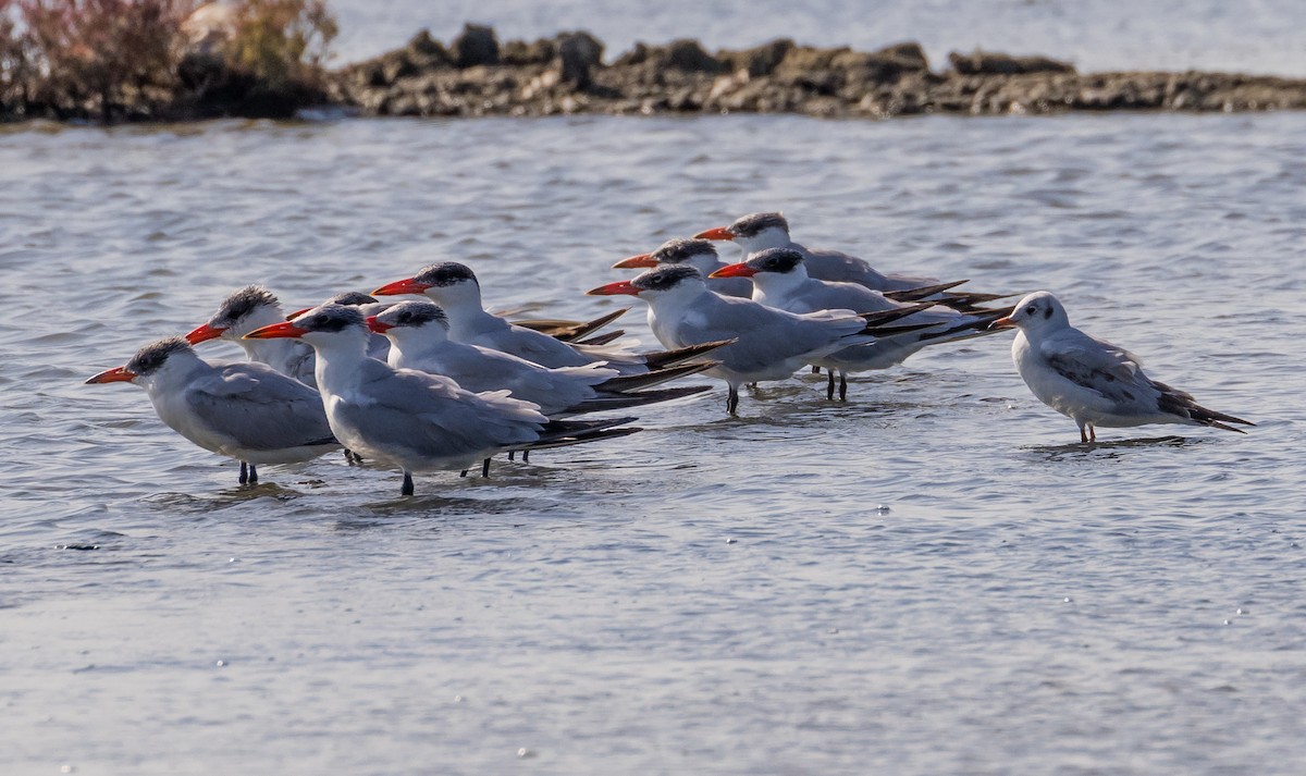 Txenada mokogorria - ML646618578
