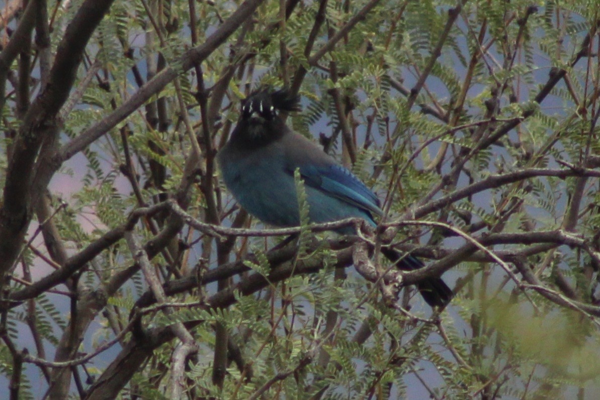 Steller's Jay (Southwest Interior) - ML646618579