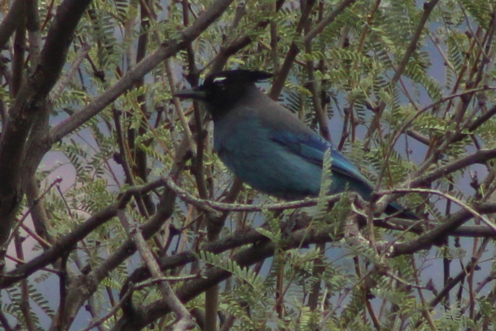 Steller's Jay (Southwest Interior) - ML646618581