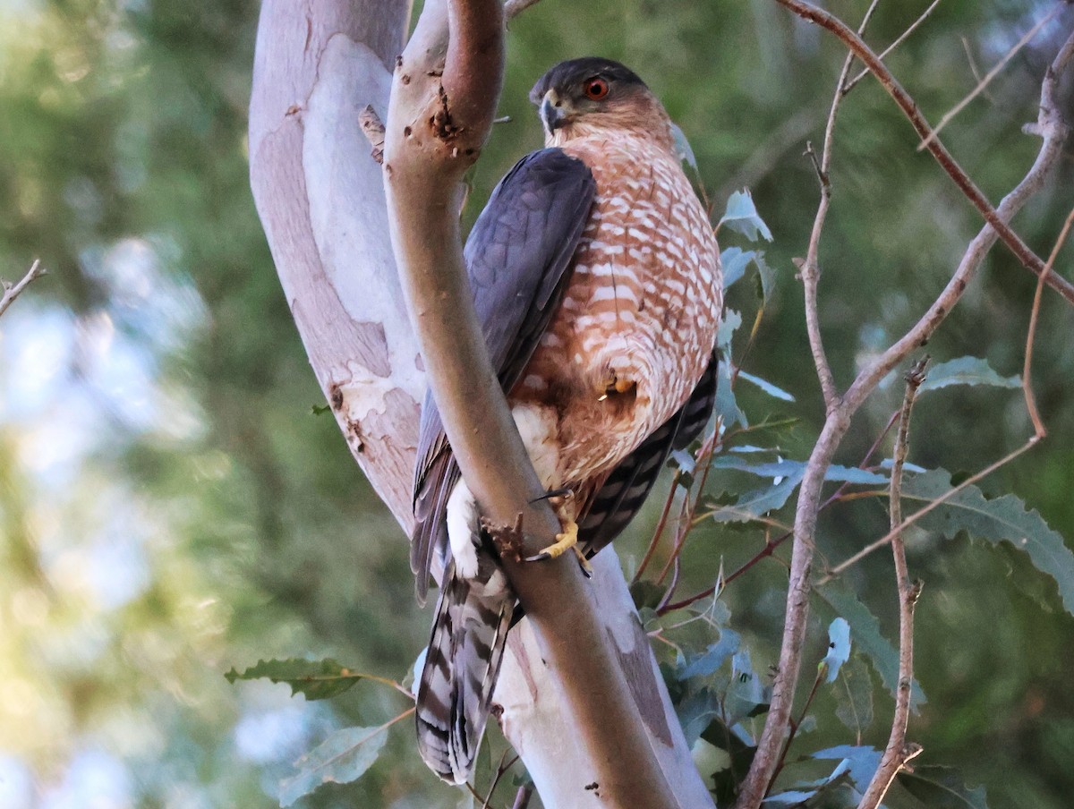 Cooper's Hawk - ML646618582