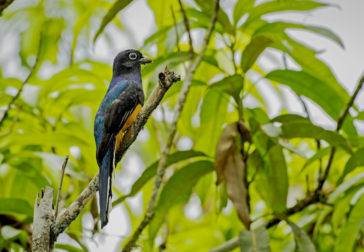 Green-backed Trogon - ML646618585