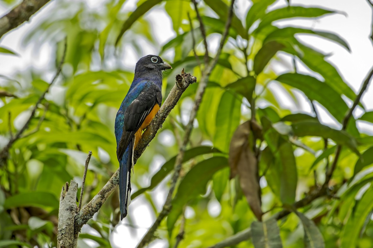 Green-backed Trogon - ML646618586