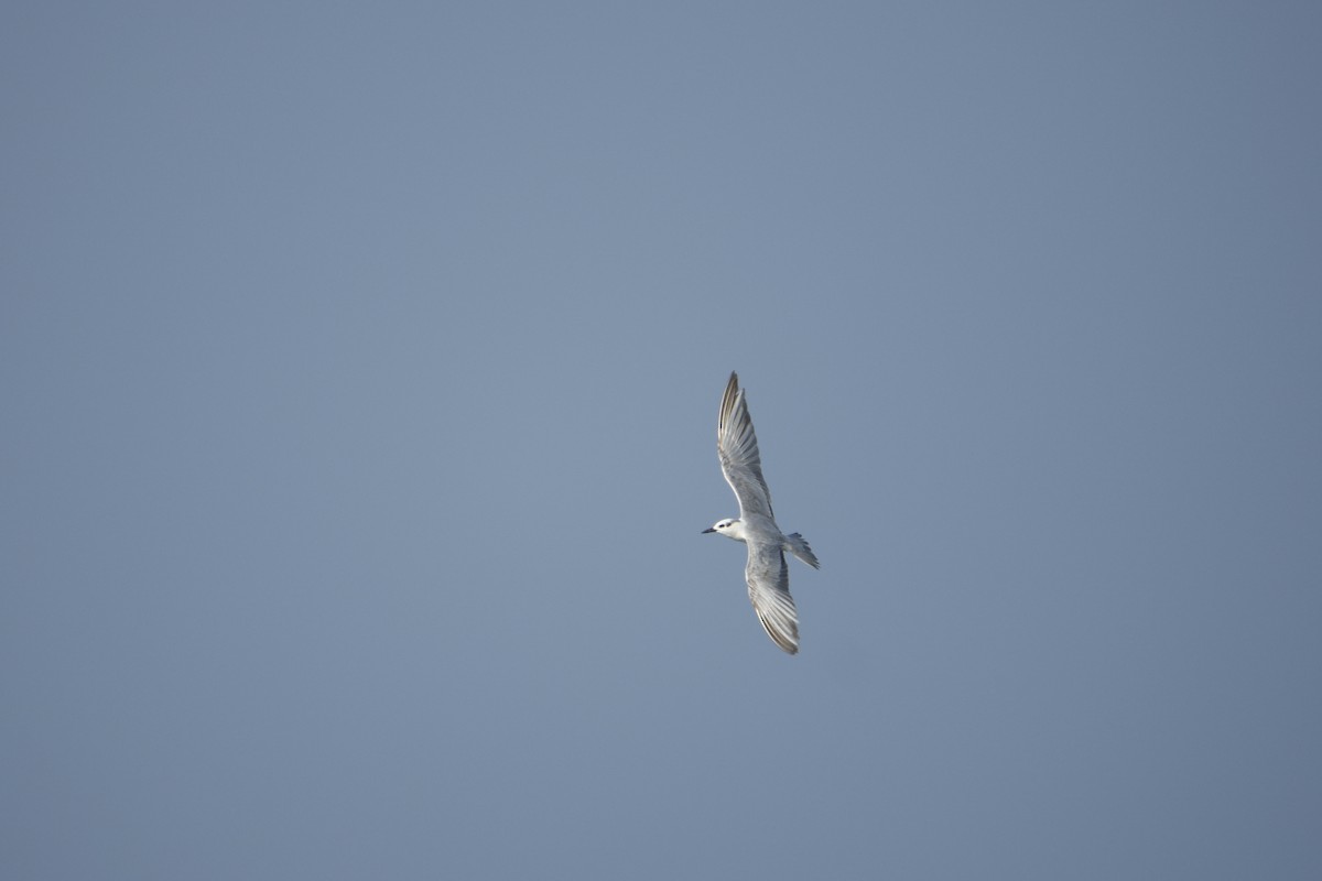 Whiskered Tern - ML646618589