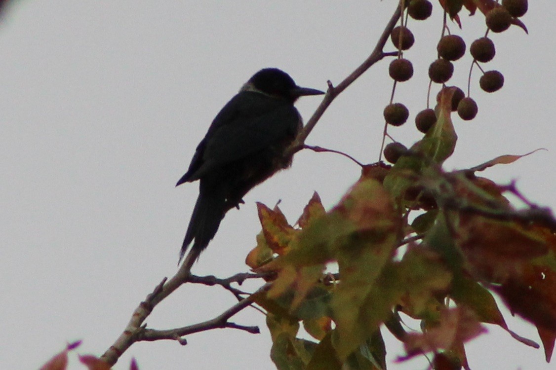 Blutgesichtspecht - ML646618590