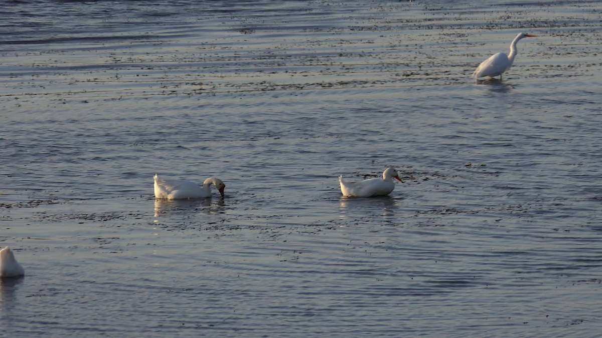 家鵝(馴化) - ML646618591