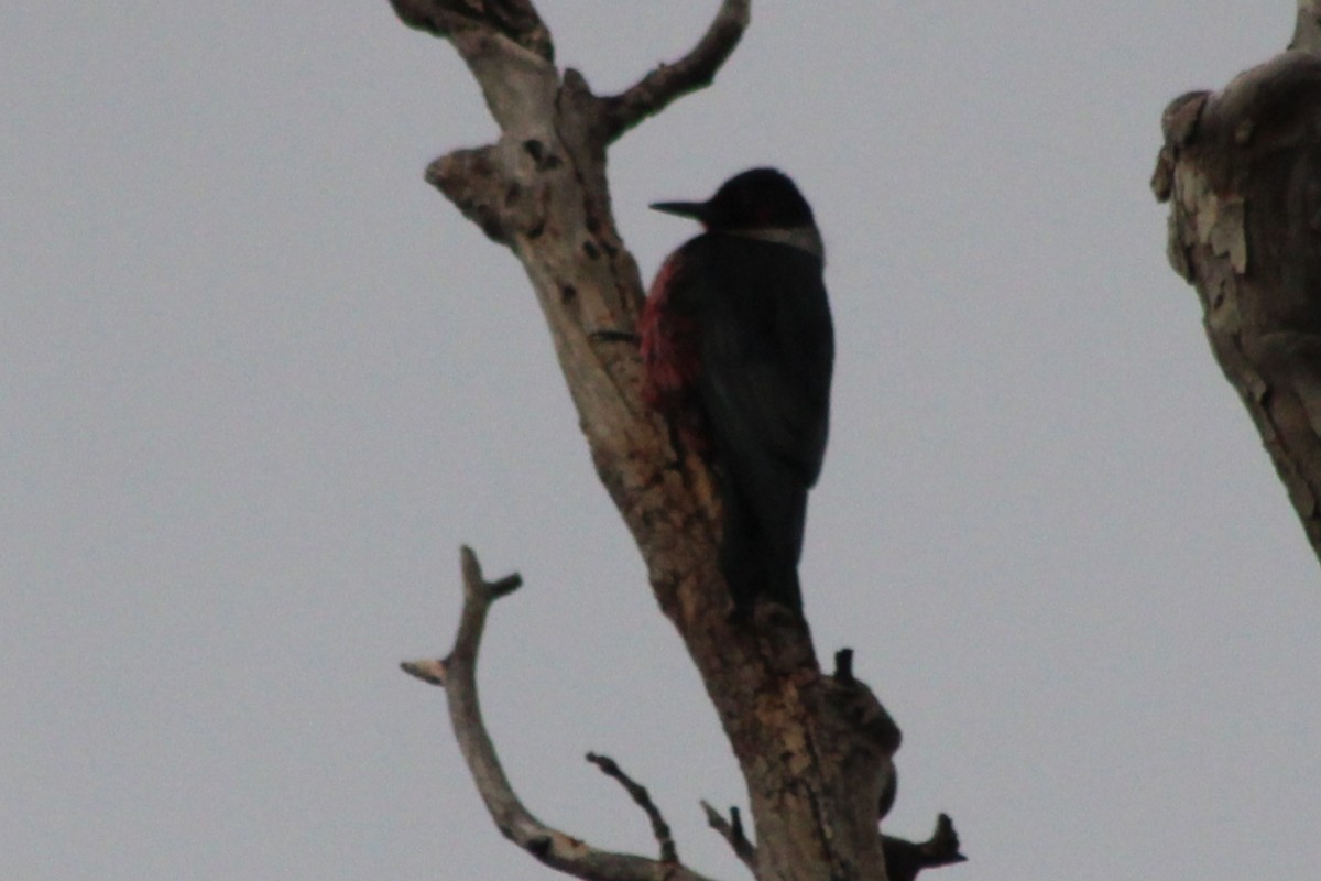 Blutgesichtspecht - ML646618592