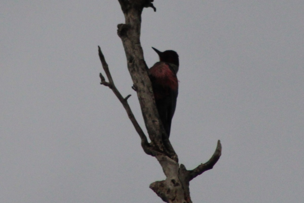 Blutgesichtspecht - ML646618593