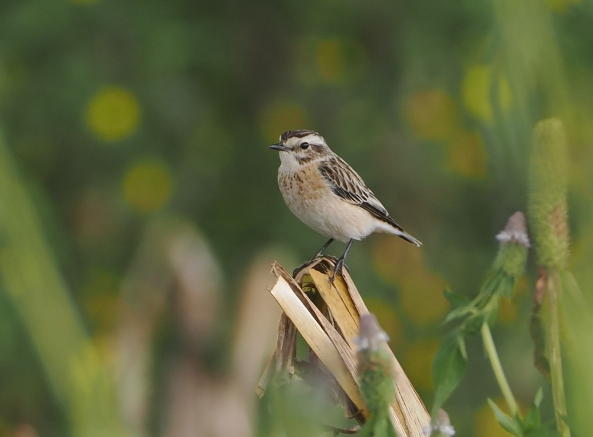 Whinchat - ML646618598