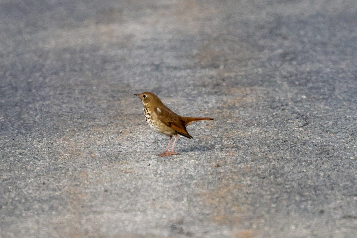 Hermit Thrush - ML646618599