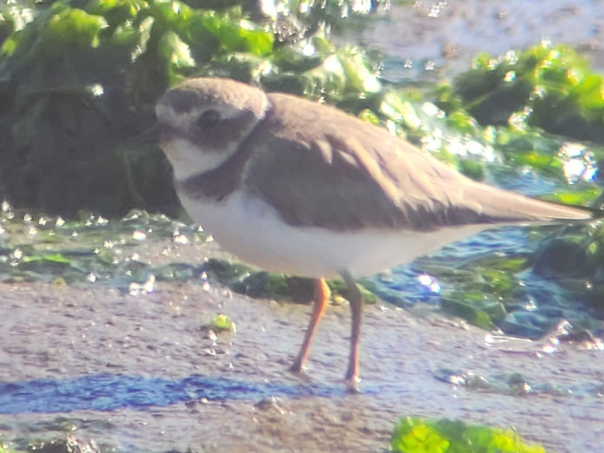 Perdeli Cılıbıt - ML646618601