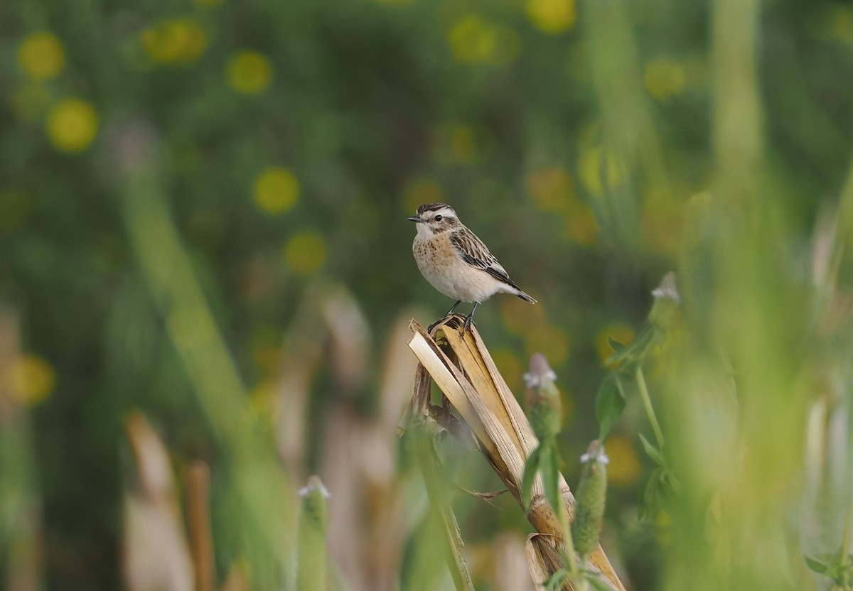 Whinchat - ML646618603
