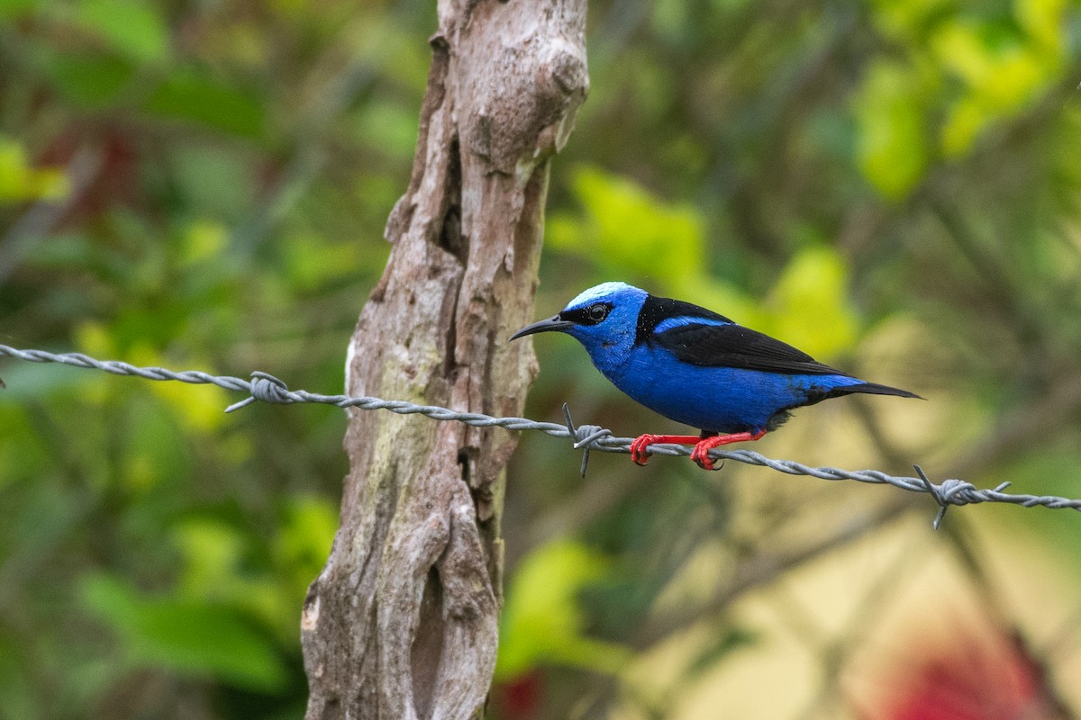 Red-legged Honeycreeper - ML646618606