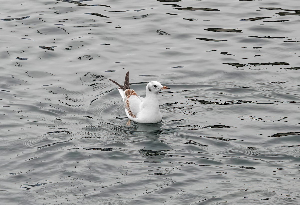 ユリカモメ - ML646618607