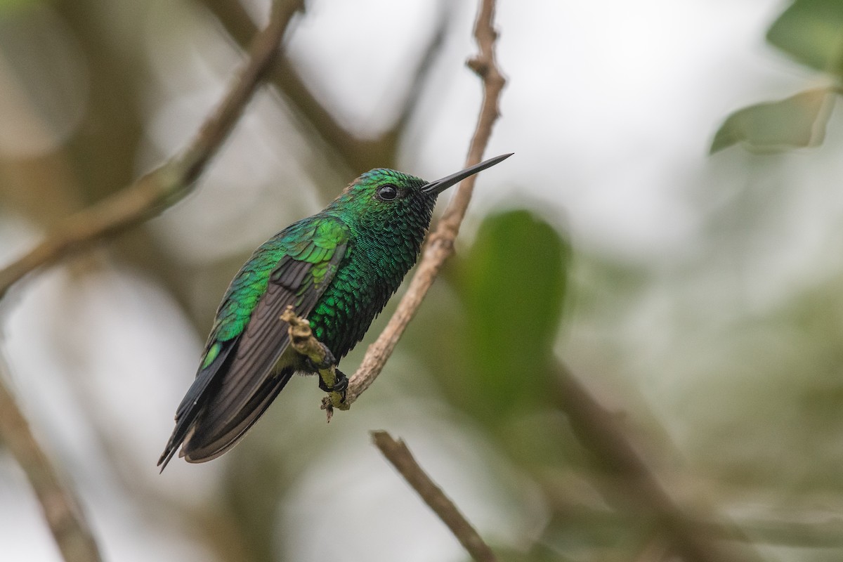 Garden Emerald - ML646618608