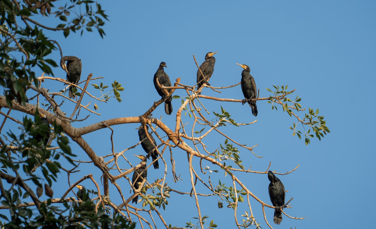 Тураг гогой - ML646618609