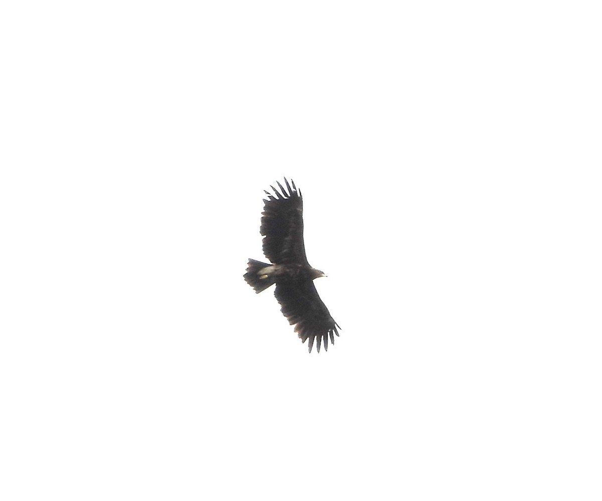 Indian/Greater Spotted Eagle - ML646618612