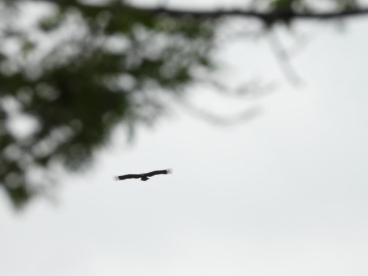 Indian/Greater Spotted Eagle - ML646618613