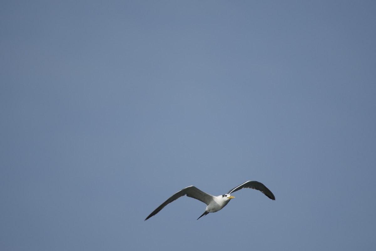Great Crested Tern - ML646618616