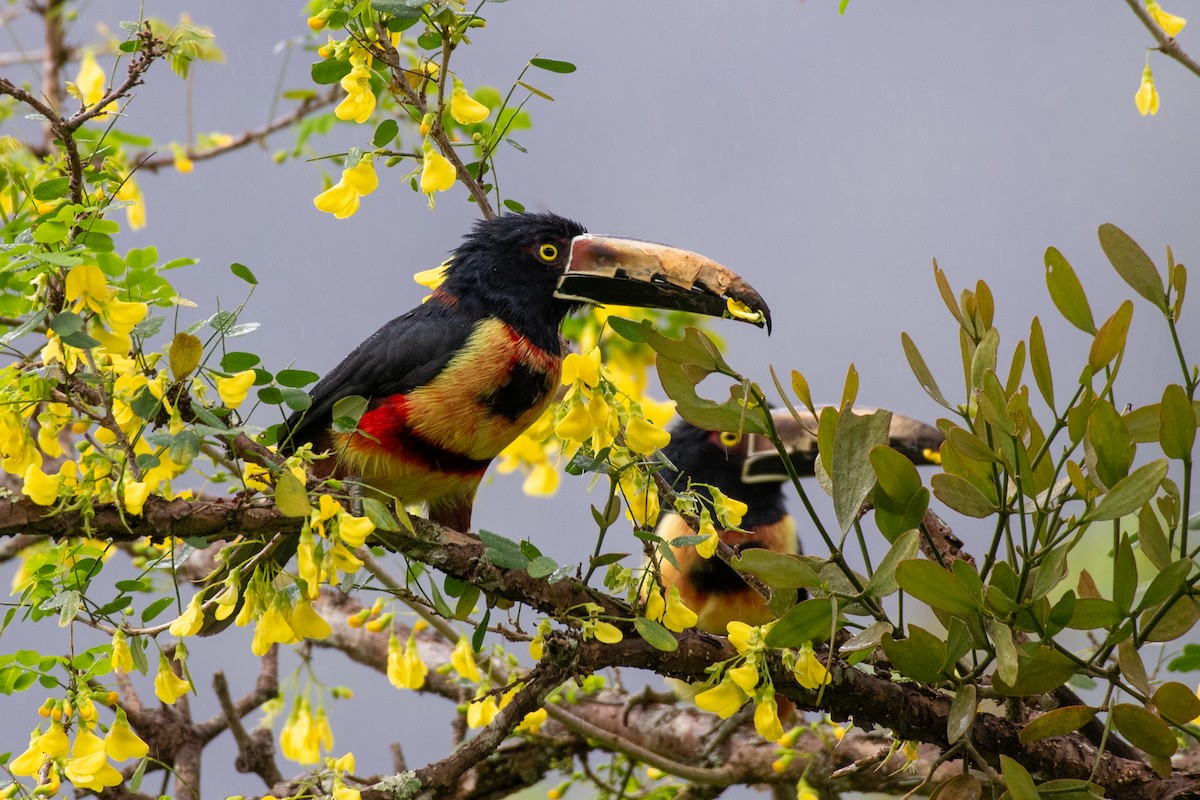 Collared Aracari - ML646618617