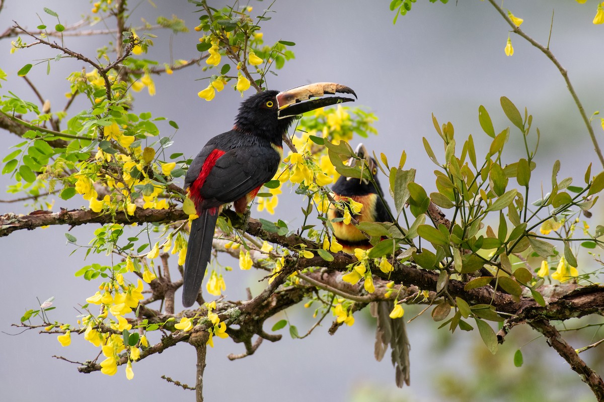 Collared Aracari - ML646618618