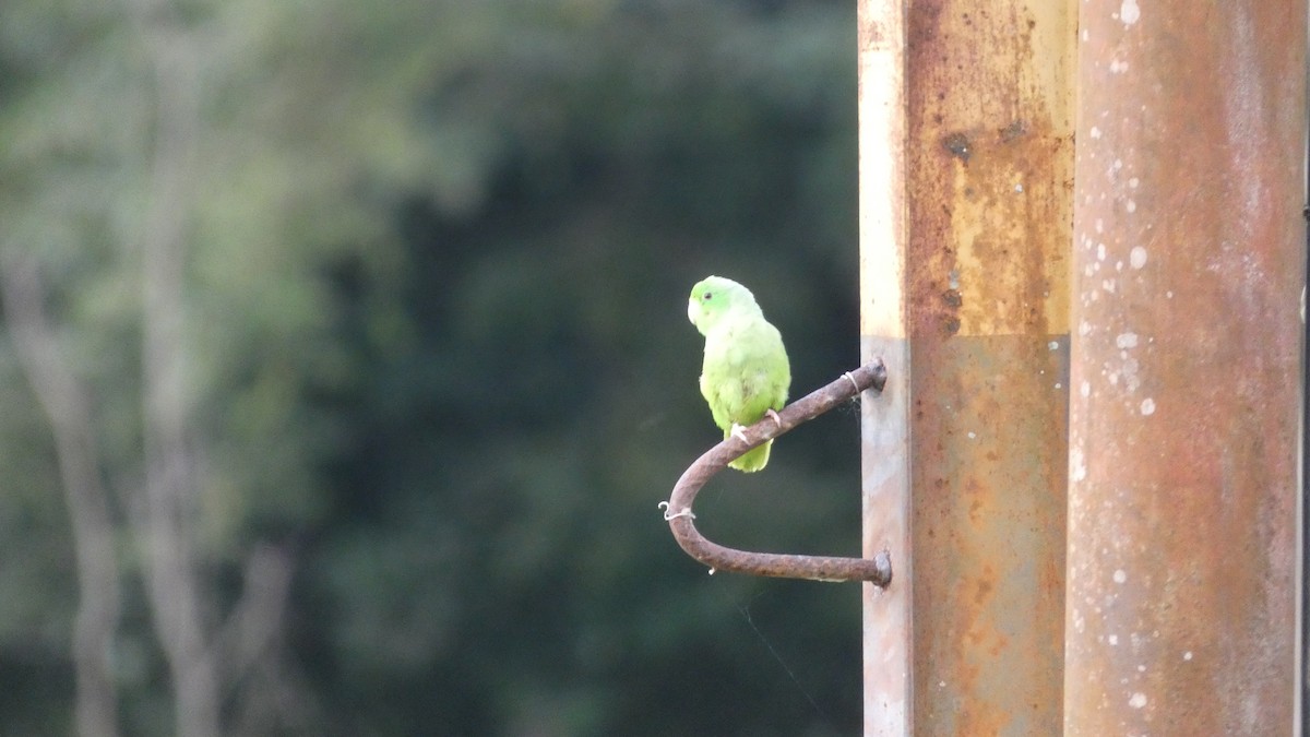 papoušíček vrabčí - ML646618619