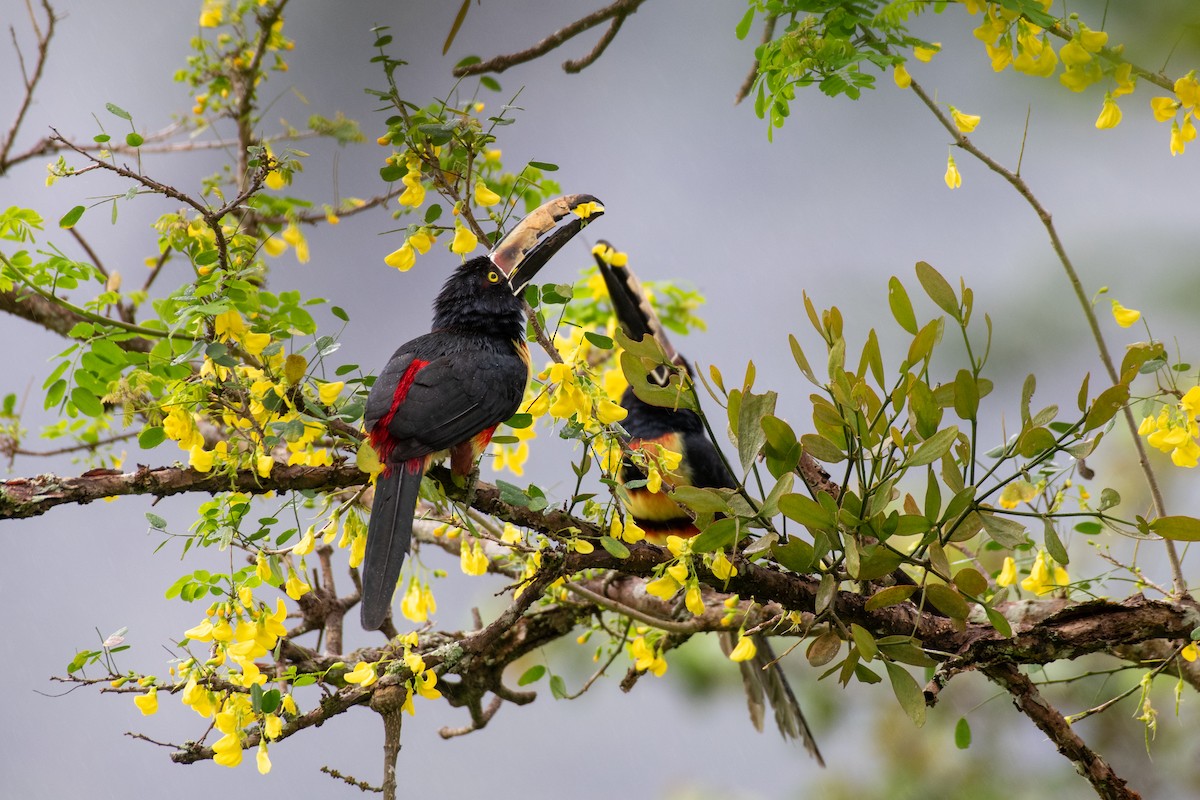 Collared Aracari - ML646618620