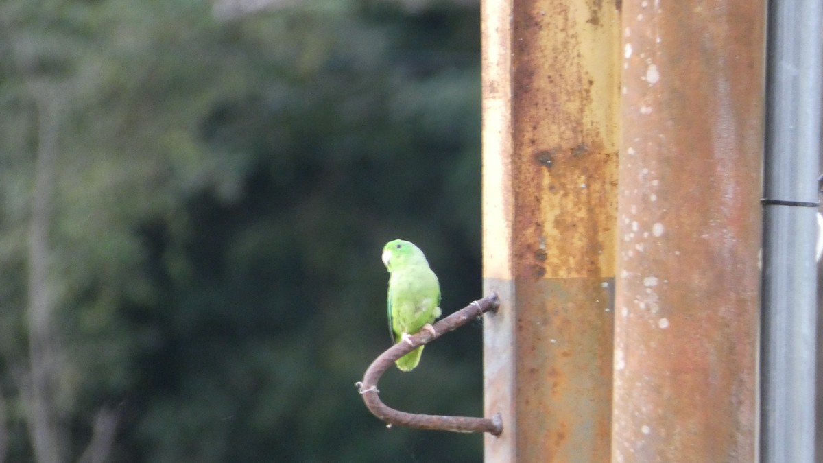 papoušíček vrabčí - ML646618621