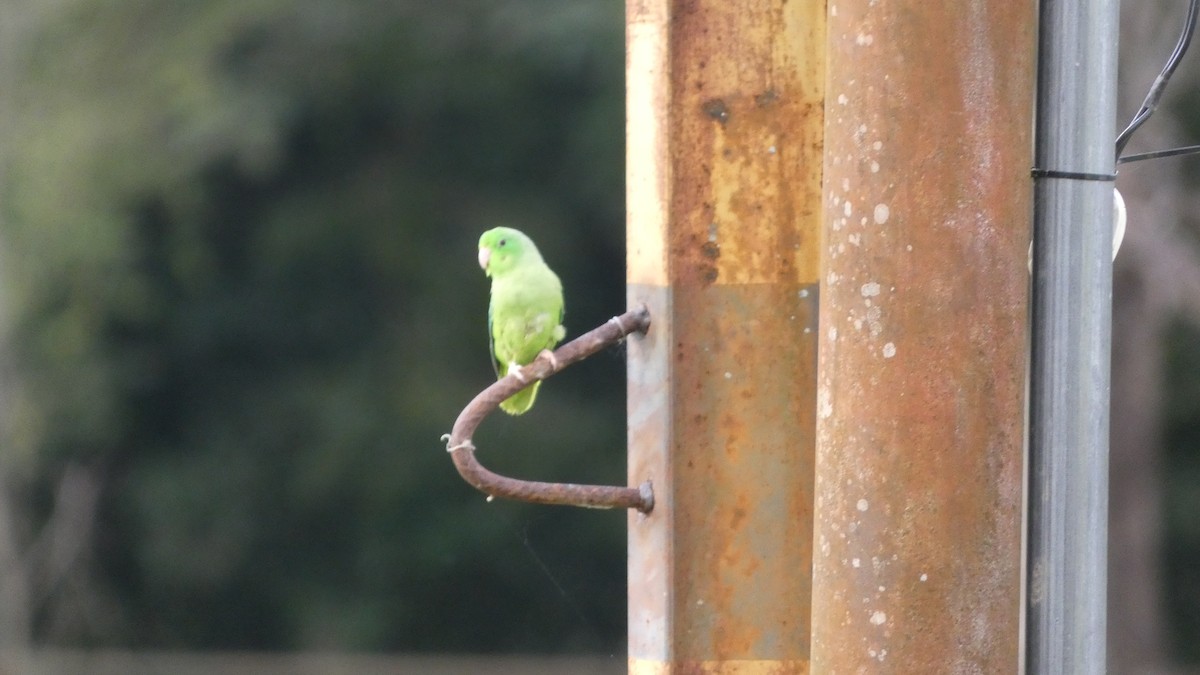 papoušíček vrabčí - ML646618622