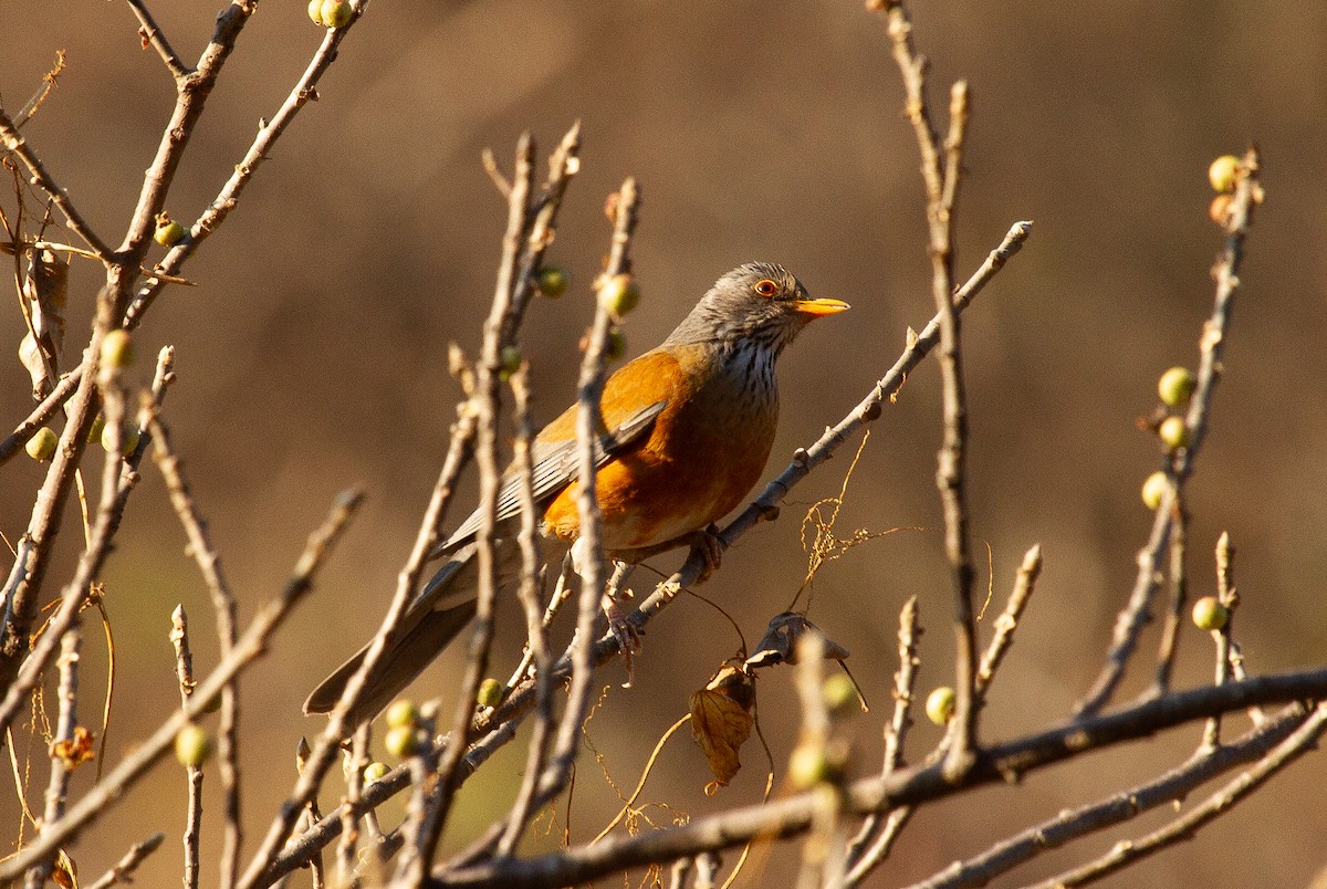 Rufous-backed Robin - ML646618623