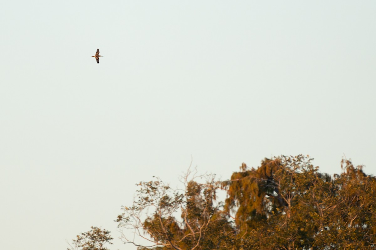 Wilson's Snipe - ML646618628