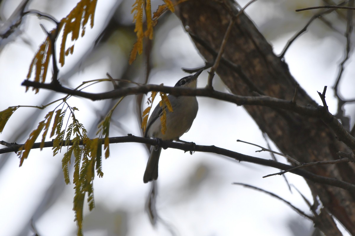 ホオジロズグロブユムシクイ - ML646618629