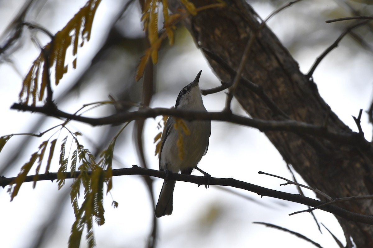 ホオジロズグロブユムシクイ - ML646618630